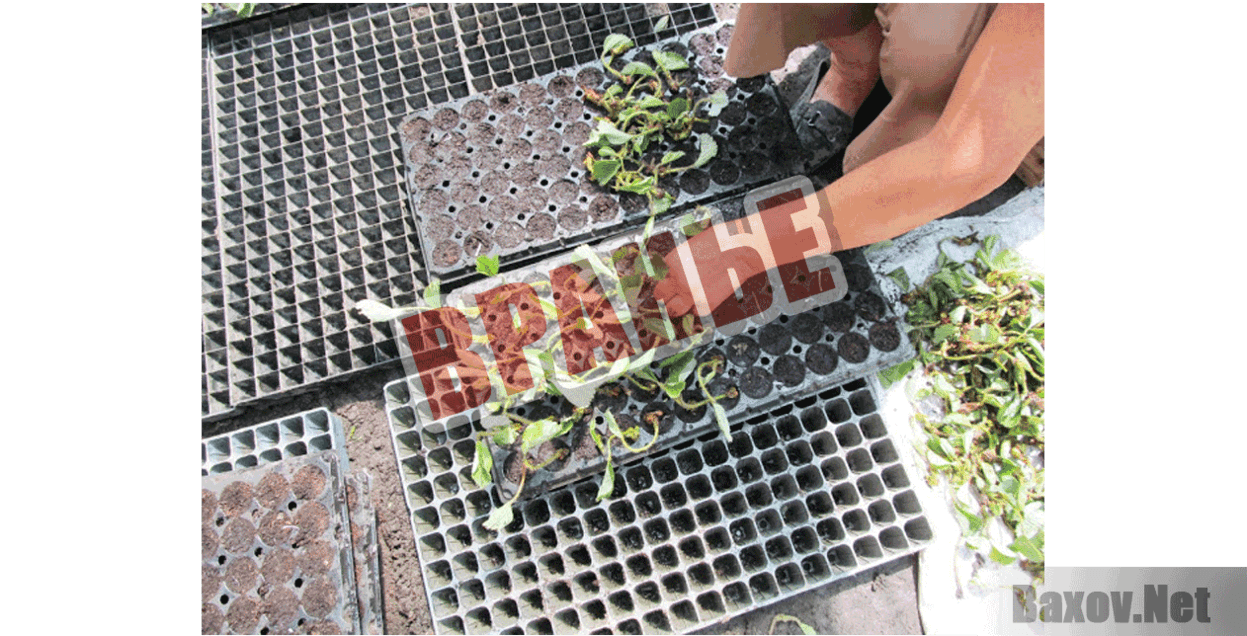 Бизнес на выращивании клубники Вранье