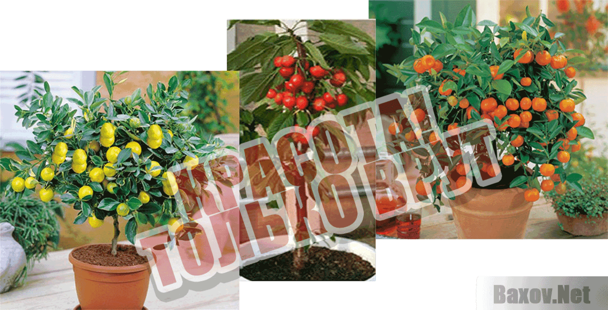 Гибридные мини-деревья ЭКОДАР Красота! Только врут