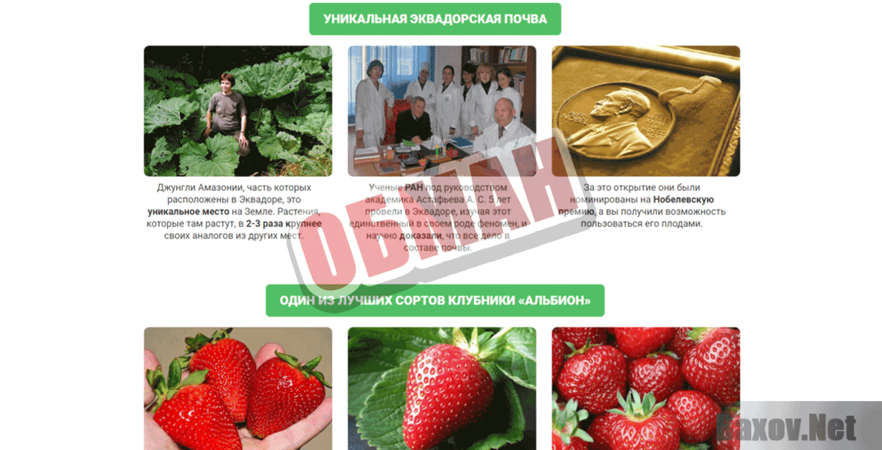 Бизнес на выращивании клубники Обман