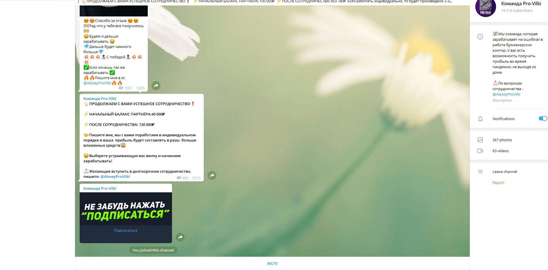 Команда Pro-Vilki отзывы и обзор. Развод, лохотрон или правда. Только честные и правдивые отзывы на Baxov.Net