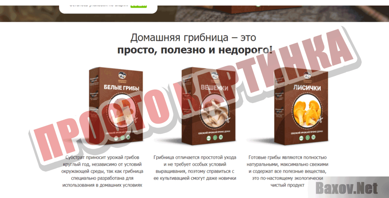 Домашняя грибница Просто картинка