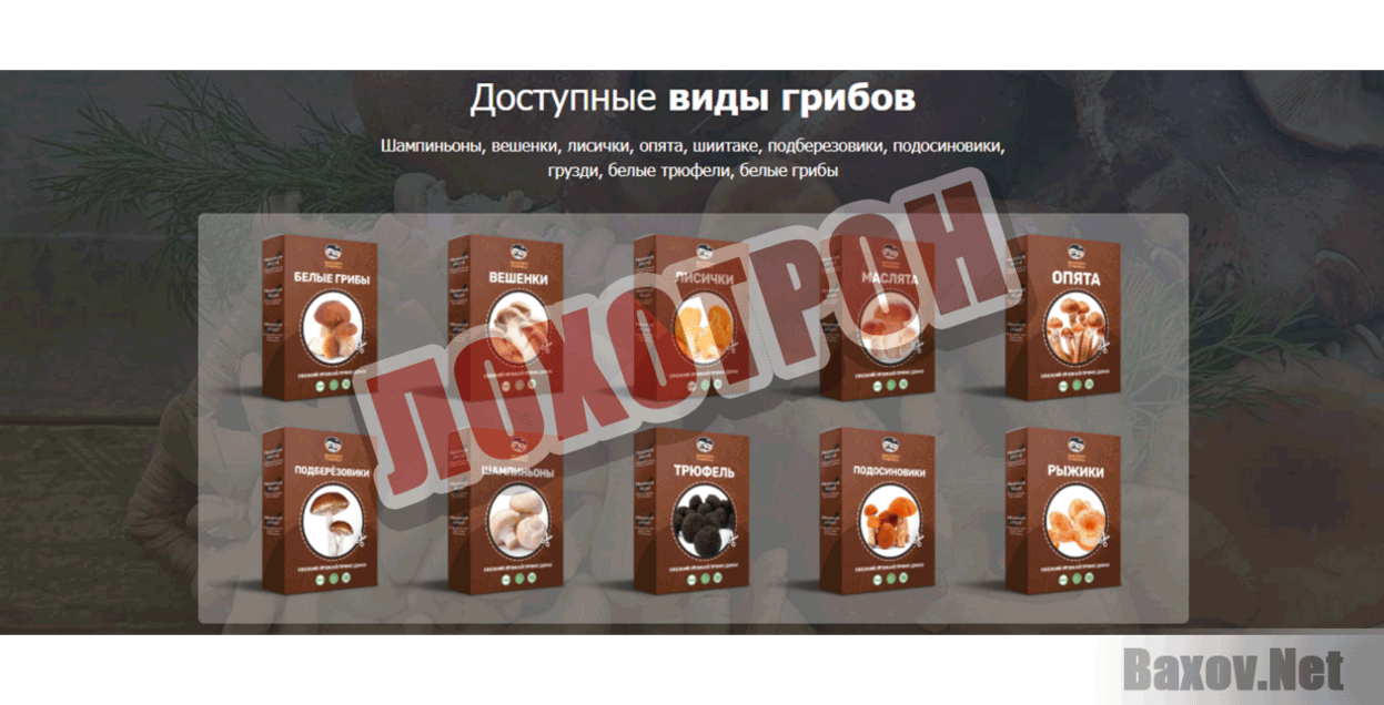 Домашняя грибница Лохотрон