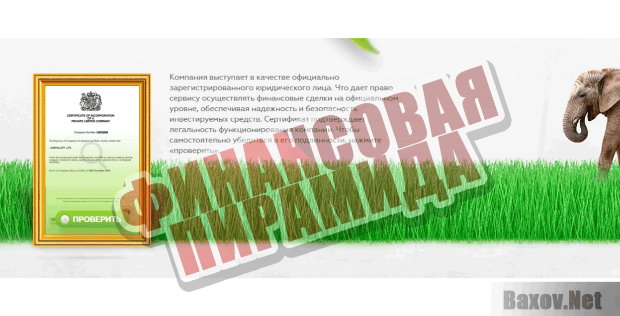 Animality Финансовая пирамида